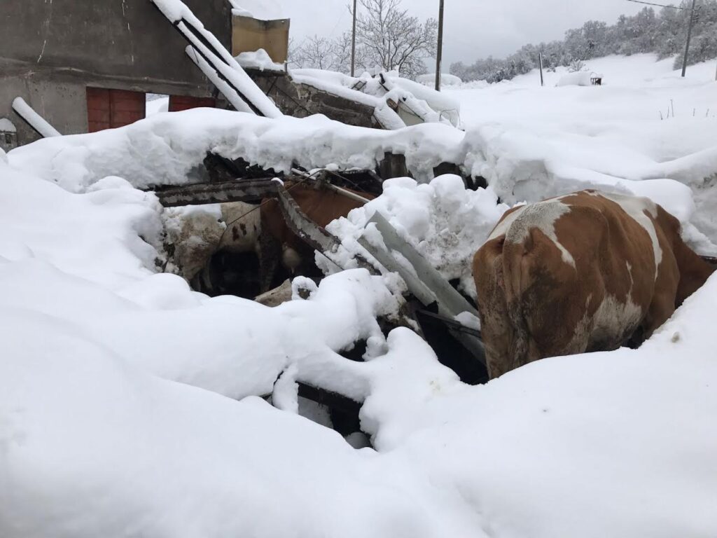 Terremoto. Tremila stalle e aziende sepolte dalla neve