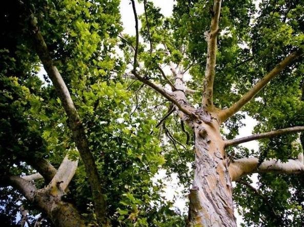 Palermo. Siglato protocollo d’intesa per la piantumazione di alberi di alto fusto in aree verdi comunali