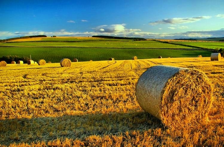 Politica agricola europea: sostenibilità possibile solo attraverso una profonda riforma