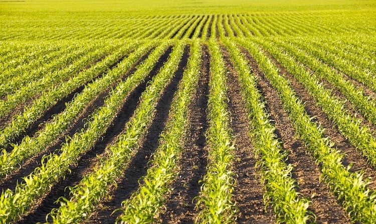 Dal Cnr nuove proposte per l’economia dei sistemi agricoli