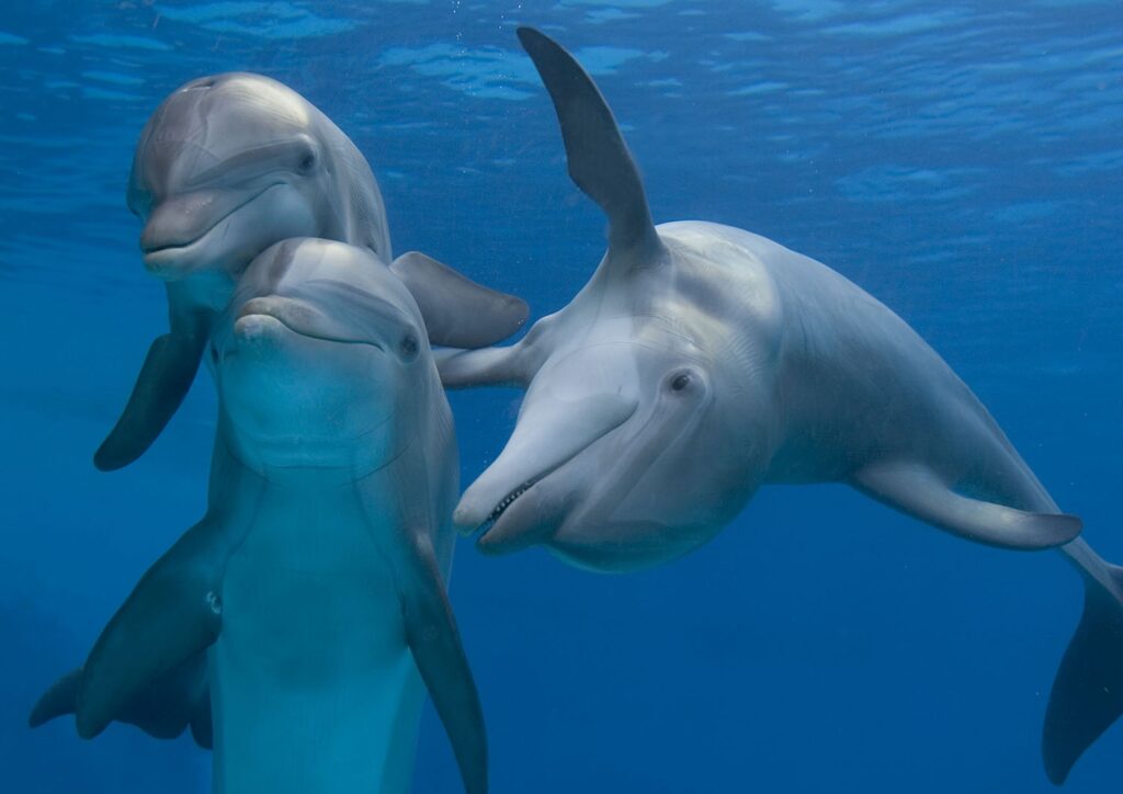 La foto-identificazione per tutelare i delfini del Golfo di Taranto