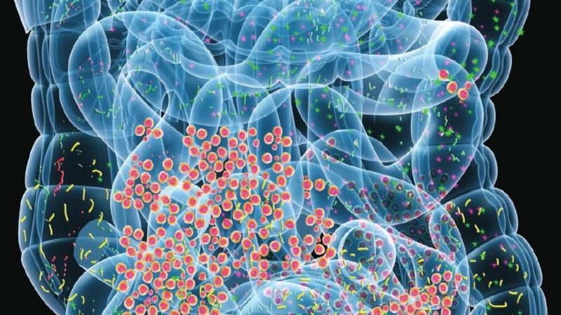 Il microbiota influenza l’organismo: ecco i vantaggi