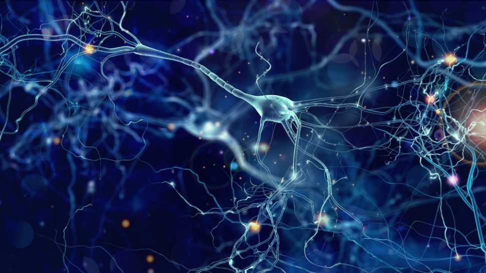 Neuroscienze: l’architettura della sinapsi, on line rilasciata la prima piattaforma che rappresenta le attuali conoscenze