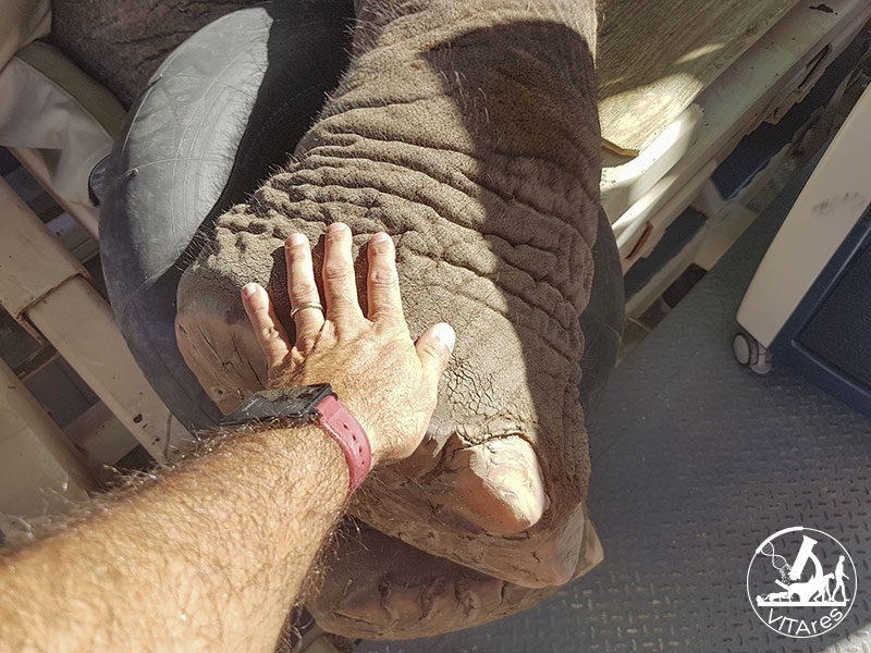 Juno, l’elefante col cancro curato con l’elettrochemioterapia