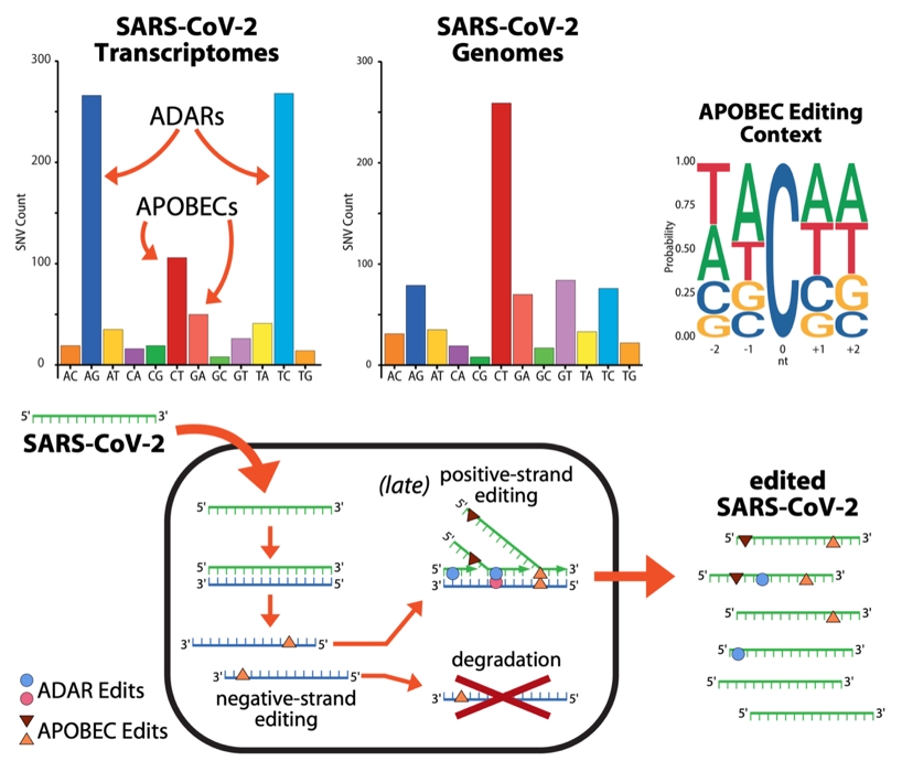 Ricerca. Cellule umane ‘hackerano’ il Sars-CoV-2 grazie all’editing dell’RNA