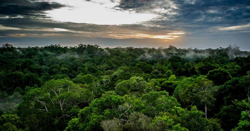 Ricerca. Amazzonia: la deforestazione riduce le piogge