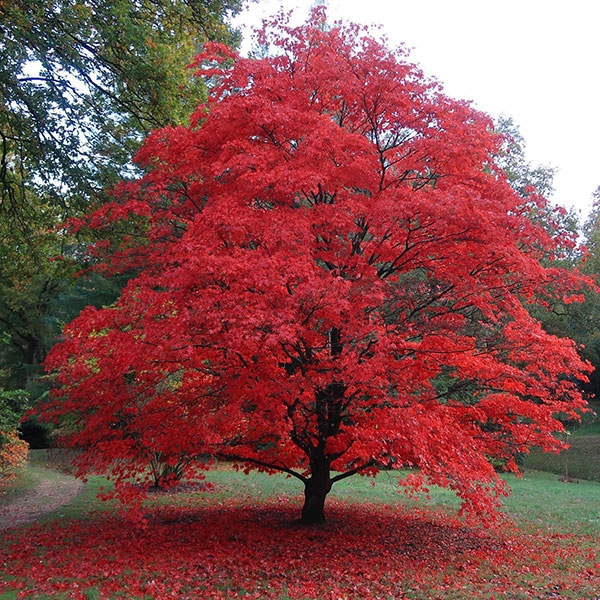 Poeta è un albero rosso