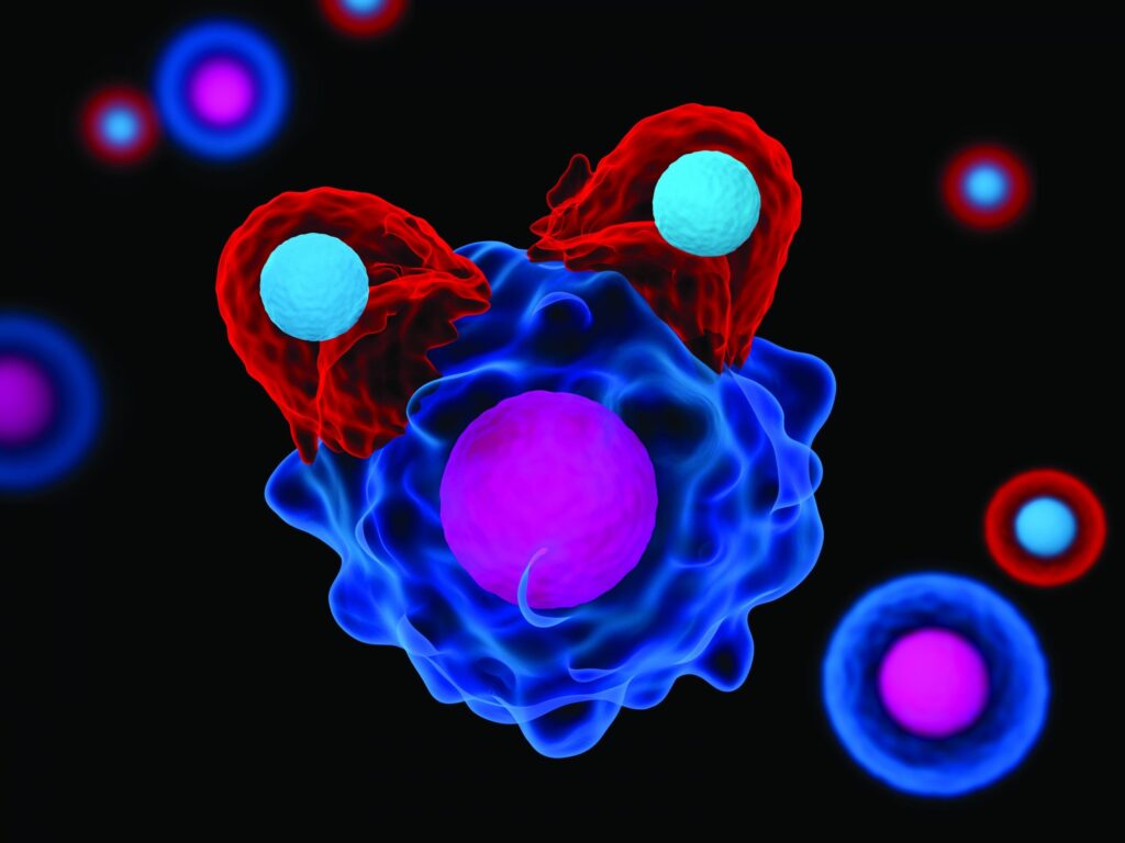 Ricerca. Al MIT i ricercatori scoprono un nuovo modo per attivare le cellule che uccidono il cancro