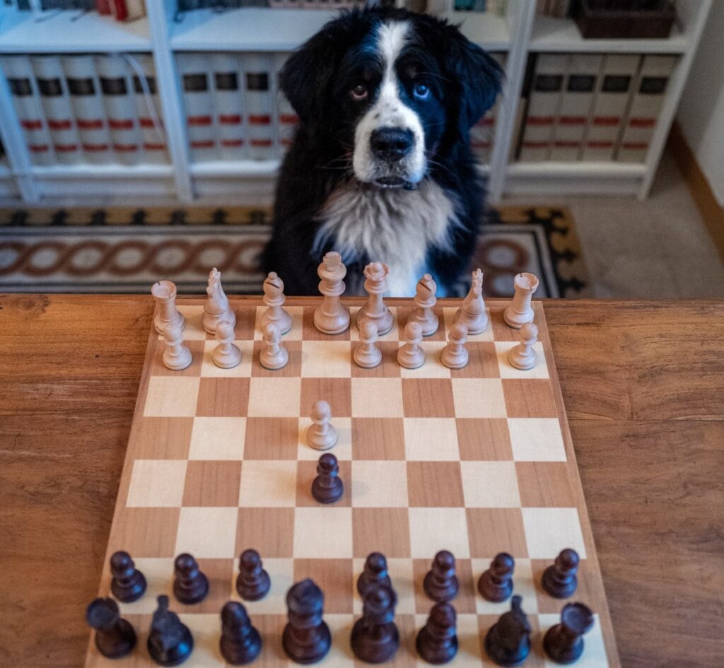Libri. Storie vere di cani veri. “Shiva, bovaro bernese amante degli scacchi”