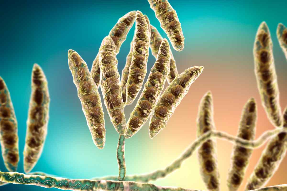 Alla Sapienza il 16mo “European Fusarium Seminar”