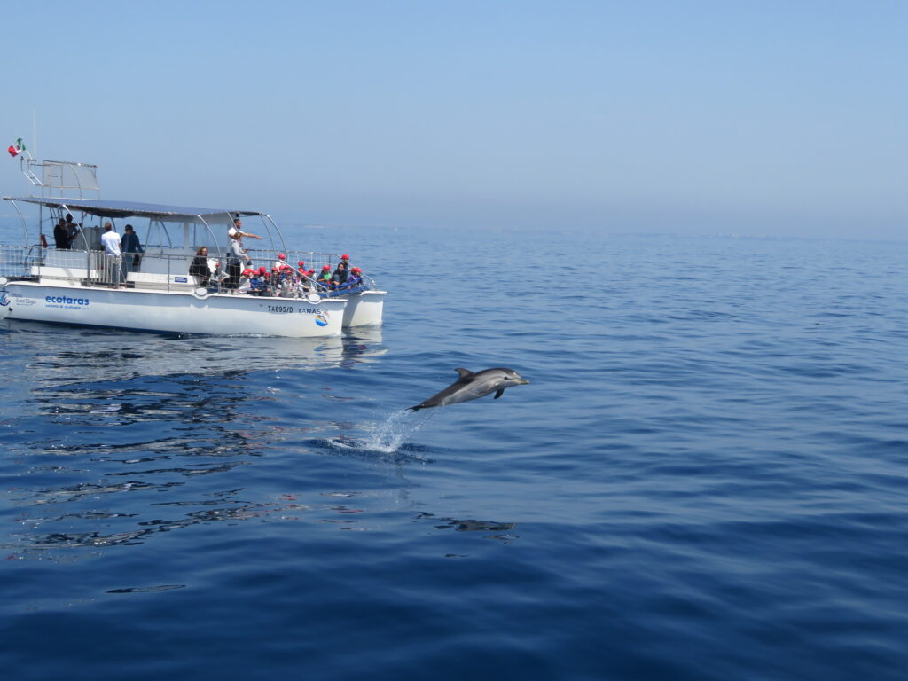 Intelligenze artificiali per studiare i cetacei nel Golfo di Taranto 