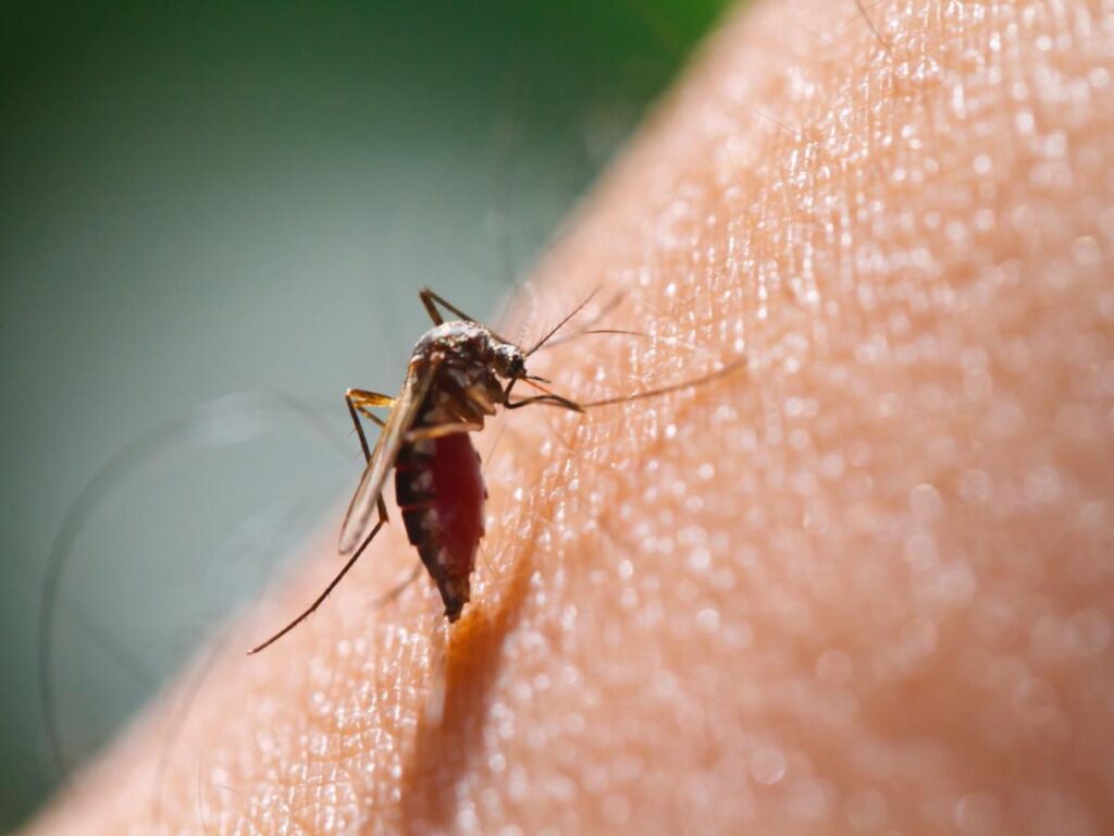 Ricerca. Da accoppiamento zanzare nuove strategie per combattere la malaria