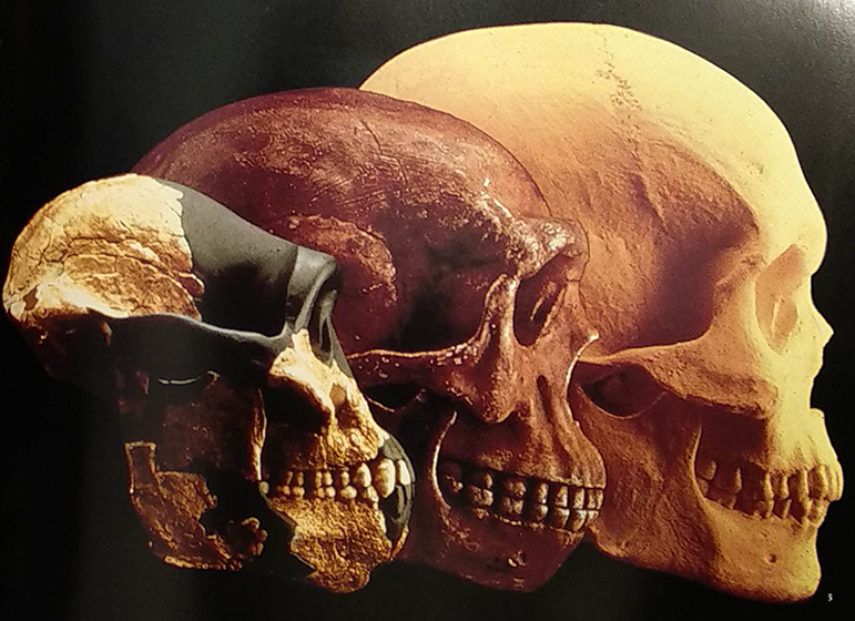 Rinvenuto nel fiume Po il cranio di un Homo Sapiens arcaico