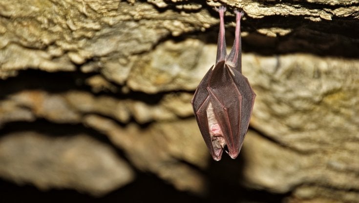 I Pipistrelli potrebbero avere un ruolo cruciale nella lotta contro il cancro