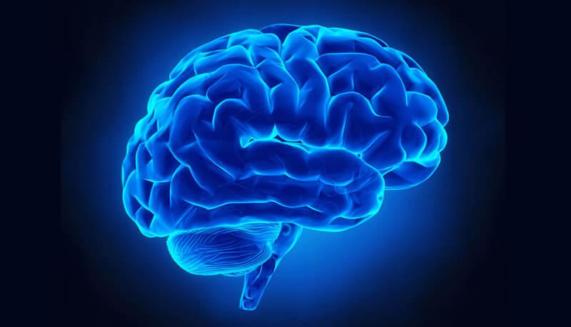 Prima mappatura neuronale dell’area del linguaggio nel cervello umano