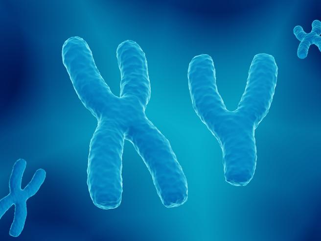 Medicina di genere: nuove informazioni sul “ruolo” del cromosoma Y