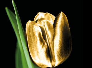 Tulipani di seta nera. I premi di un’iniziativa che, dal basso, contribuisce alla pace