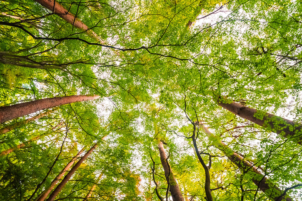 Rimboschimento in Europa:  3 miliardi di nuovi alberi per un futuro sostenibile