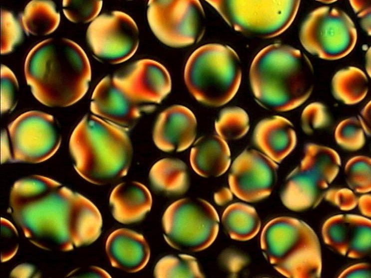 Le sorprendenti proprietà dei cristalli liquidi attivi: una nuova frontiera nella materia soffice