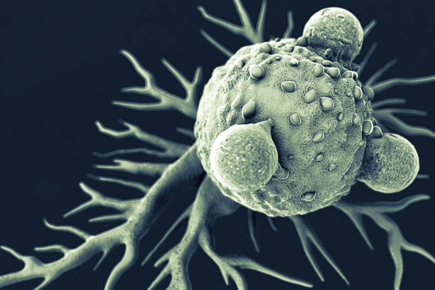 Scienziati svelano il potenziale delle cellule CD4 T: nuovi killer per il cancro