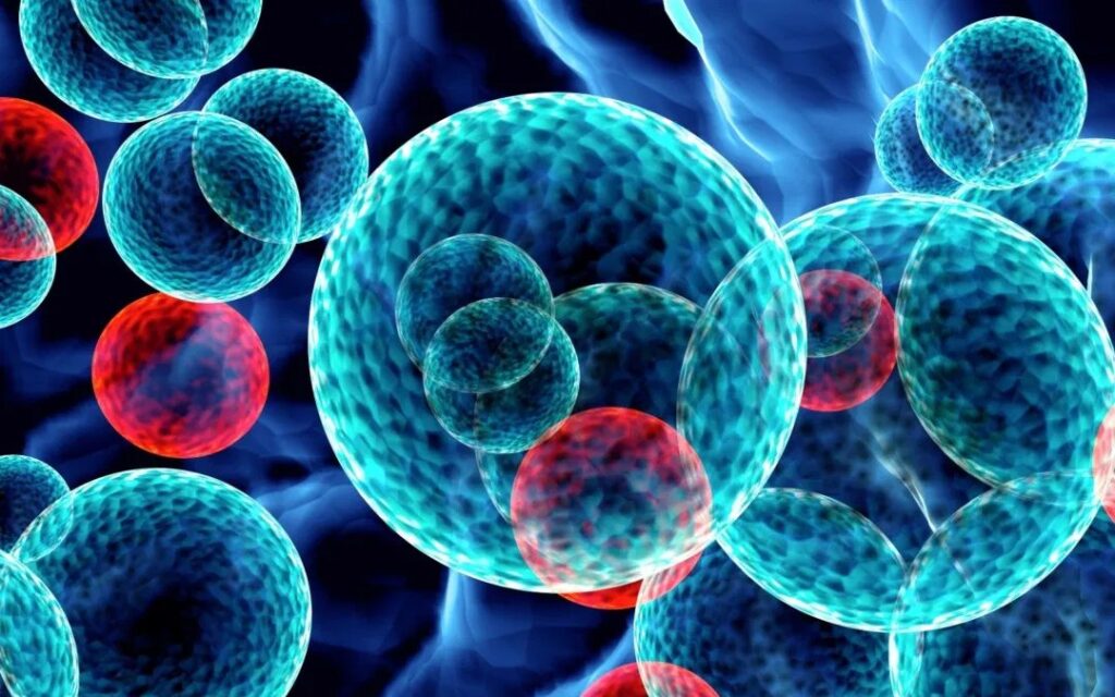Cellule T KIR+CD8+: nuovo ruolo nell’equilibrio immunitario durante la gravidanza