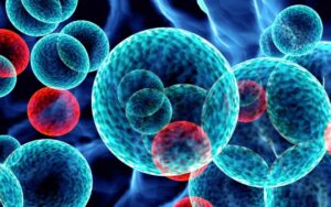 Cellule T KIR+CD8+: nuovo ruolo nell’equilibrio immunitario durante la gravidanza