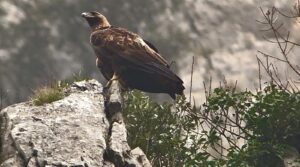 Il cielo in due stanze per conoscere meglio l’aquila reale  simbolo delle Marche 