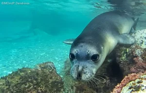 L’Odissea di Monaco: in difesa delle aree marine protette del Mediterraneo