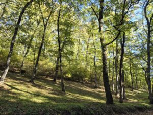 Foreste europee e clima: la scelta delle specie arboree è la chiave per mitigare il riscaldamento globale