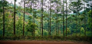 Riforestazione in Italia: perché piantare alberi non basta