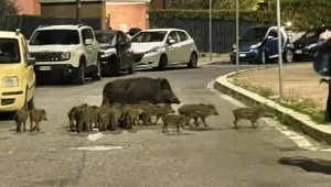 Come liberare Roma dai cinghiali se le strade sono piene di rifiuti?
