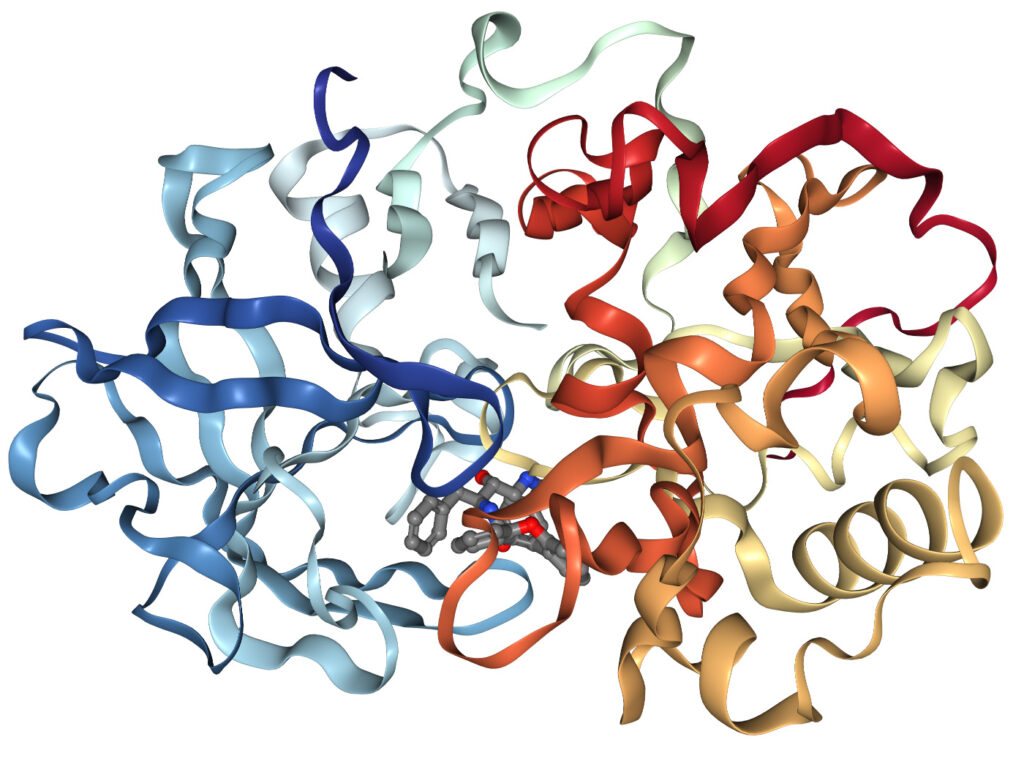 Tumori: scoperto il ruolo della proteina Bace2