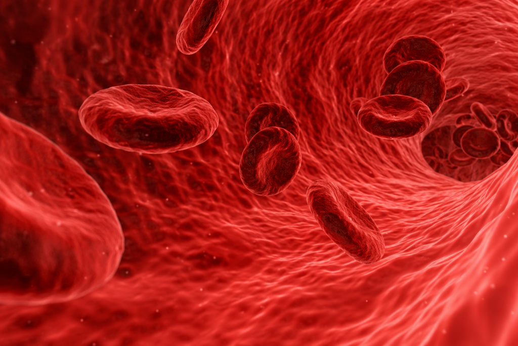 Formazione dei globuli rossi: uno studio smentisce un dogma della biologia