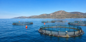 Blue Sentynet, il progetto italiano scelto dalla FAO come modello europeo